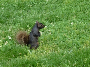 Squirrel, kamu kelamaan berjemur ya :)